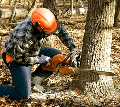 Tree Removal in Goodview, VA